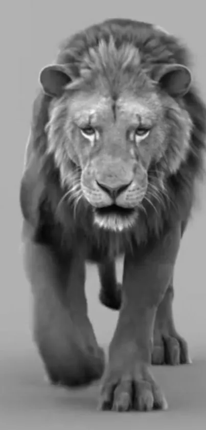 Monochrome lion walking towards viewer, detailed fur textures.