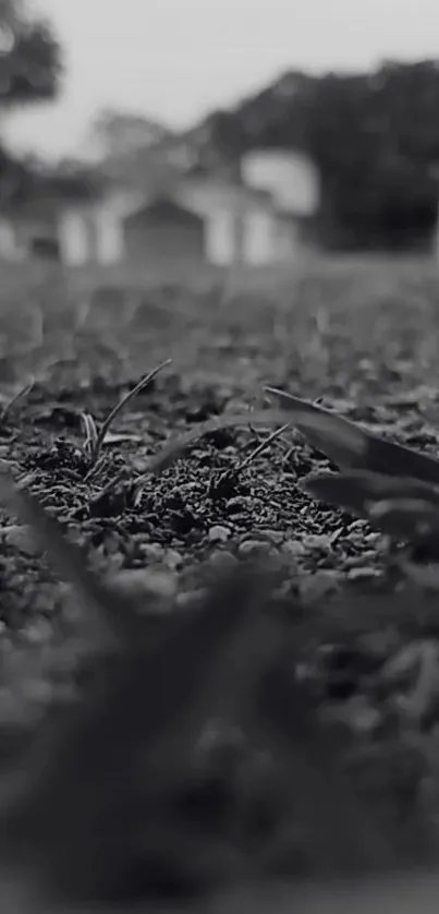 Monochrome close-up of grass and soil in a nature setting.