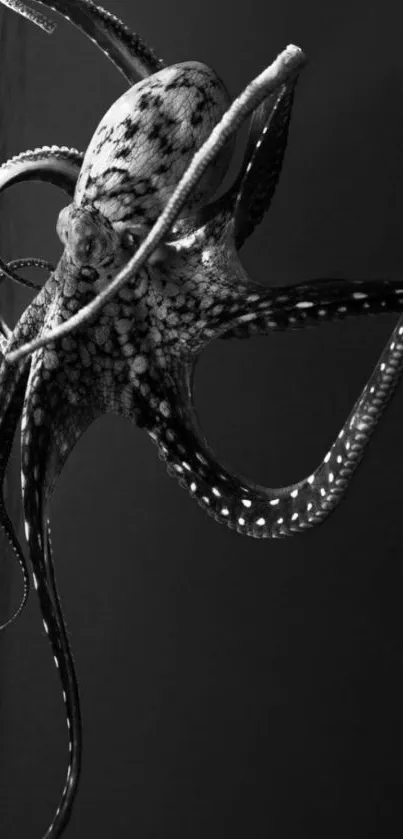 Elegant octopus swimming on black background wallpaper.