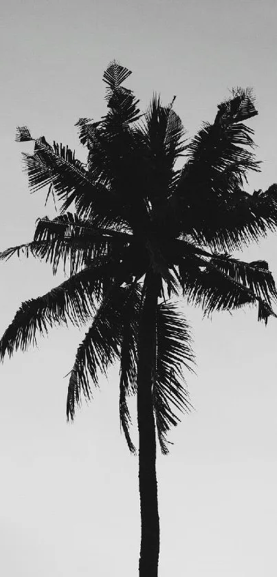 Monochrome wallpaper featuring a palm tree silhouette against a gradient sky.