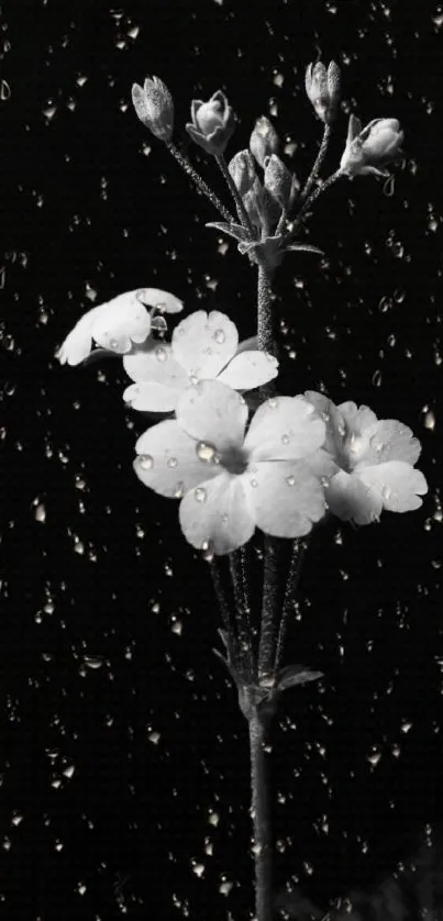 Black and white flower with raindrops wallpaper.