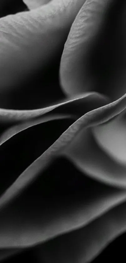 Close-up view of monochrome rose petals with a black background