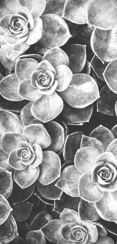 Monochrome wallpaper featuring succulents.