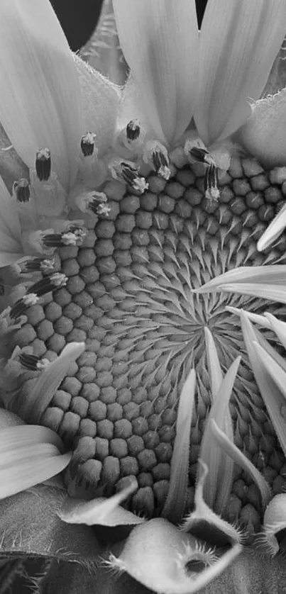 Black and white sunflower wallpaper.