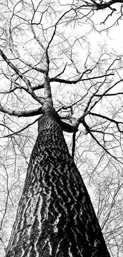 Monochrome upward view of a tree with detailed bark and branches.