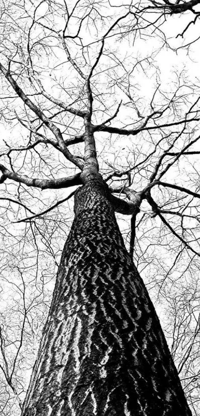 Monochrome wallpaper of a tall leafless tree viewed from below.