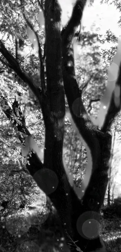 Monochrome silhouette of a serene tree in forest.