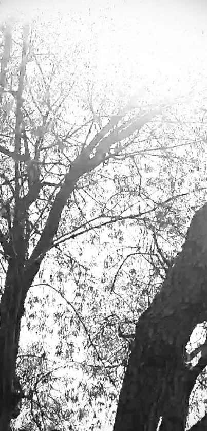 Monochrome silhouette of trees against bright sky.