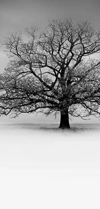 A minimalist black tree in a grayscale background for mobile wallpaper.