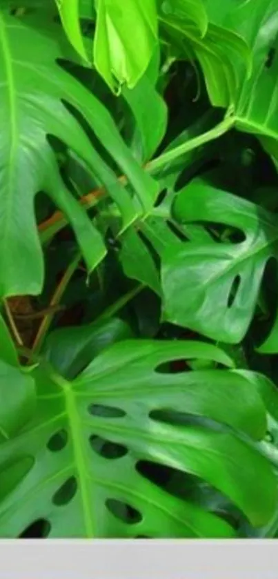 Vibrant green Monstera leaves background for mobile wallpaper.