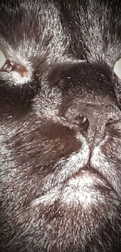 Closeup of a black cat's face with a moody expression.