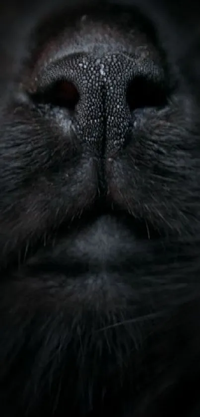 Close-up of a dog's nose with a dark, moody background.