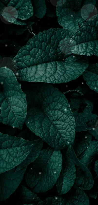 Moody dark green foliage with textured leaves.