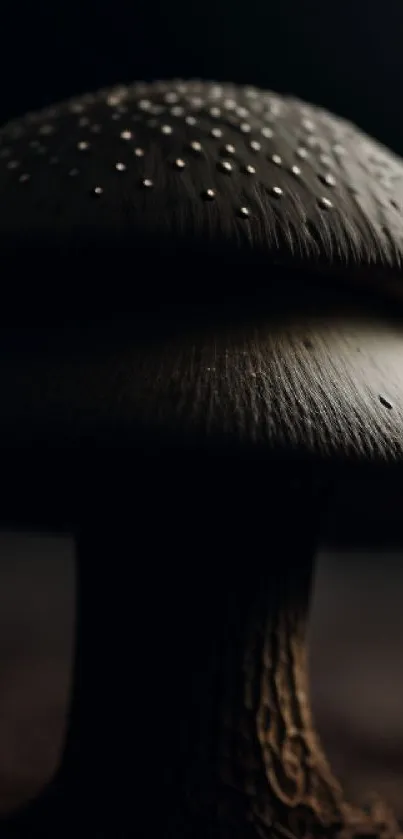 Close-up view of a dark mushroom in a moody setting, rich in texture.