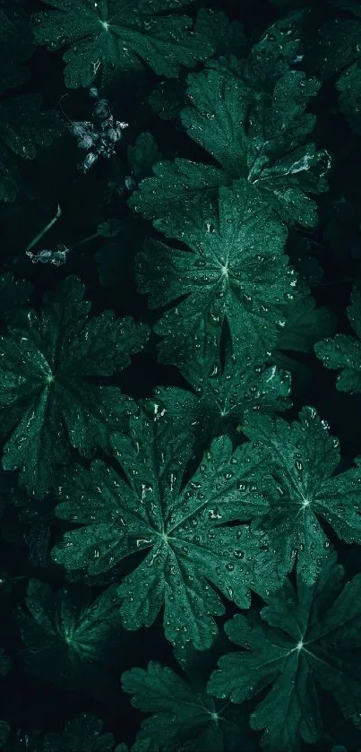 Moody green leaves with water droplets