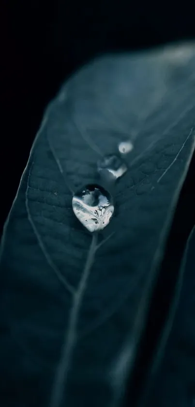 Close-up of a leaf with water droplets on a moody dark background.