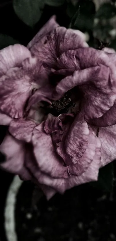 Moody pink rose flower with dark green leaves.