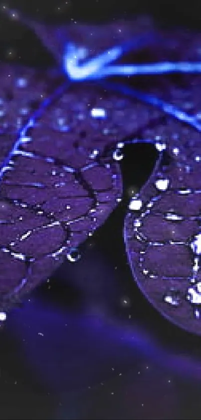 Purple leaf with dewdrops in a moody, dark setting.