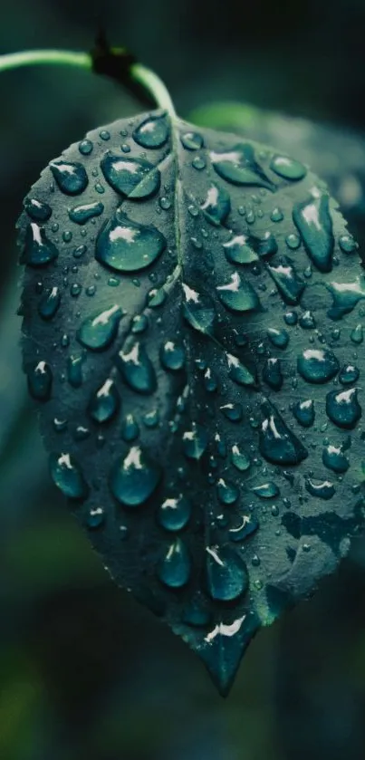 Close-up of a dark green leaf with raindrops creating a moody effect.