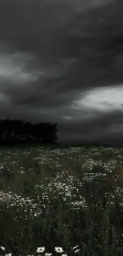 Stormy dark gray sky over a wildflower field.