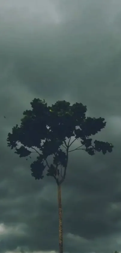 Solitary tree under a dramatic dark sky with clouds.