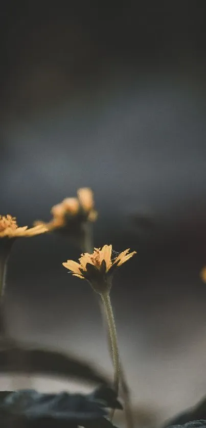 Moody yellow flowers against a dark background on a mobile wallpaper.