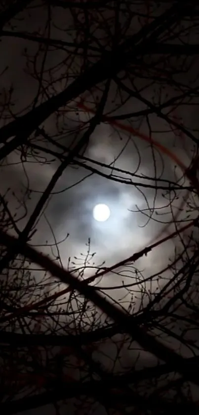 Moonlit night through bare branches creating a mesmerizing silhouette effect.