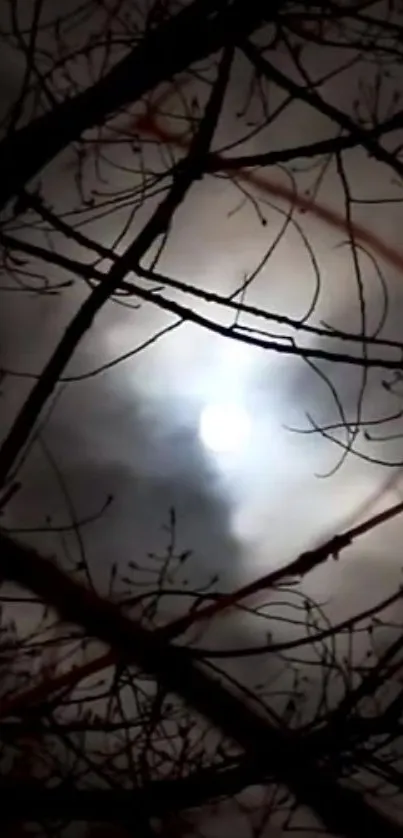 Moonlight piercing through dark tree branches against a moody night sky.