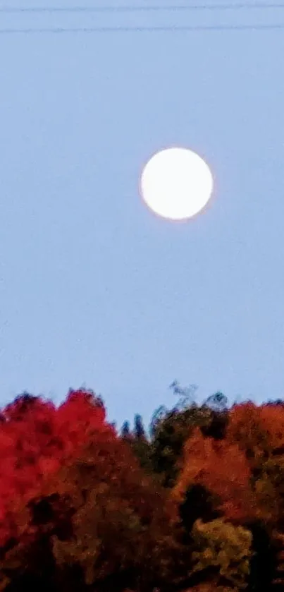 Moonlit night with autumn trees and clear sky.