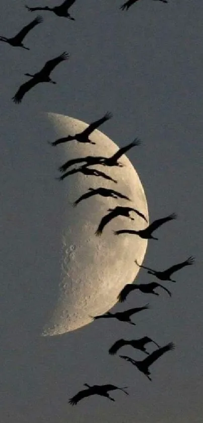 Silhouetted birds flying against a crescent moon in a dark sky.