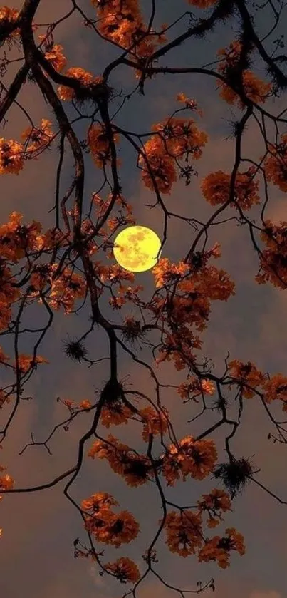 Full moon over blossoms in the night sky.