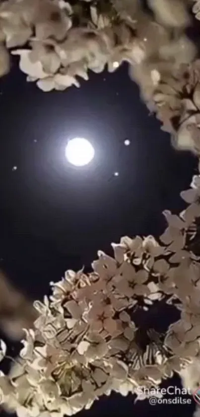 Moonlit cherry blossoms against a starry night sky.