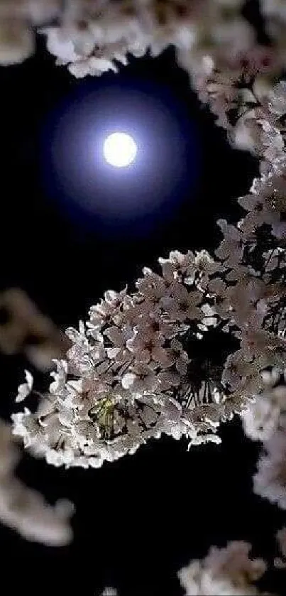 Cherry blossoms under a full moon on a dark night sky wallpaper.