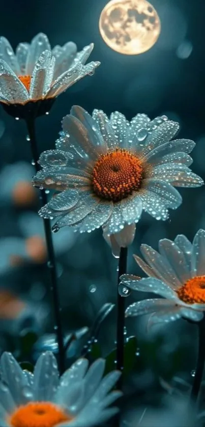 Dewy daisies glisten under the moonlight.