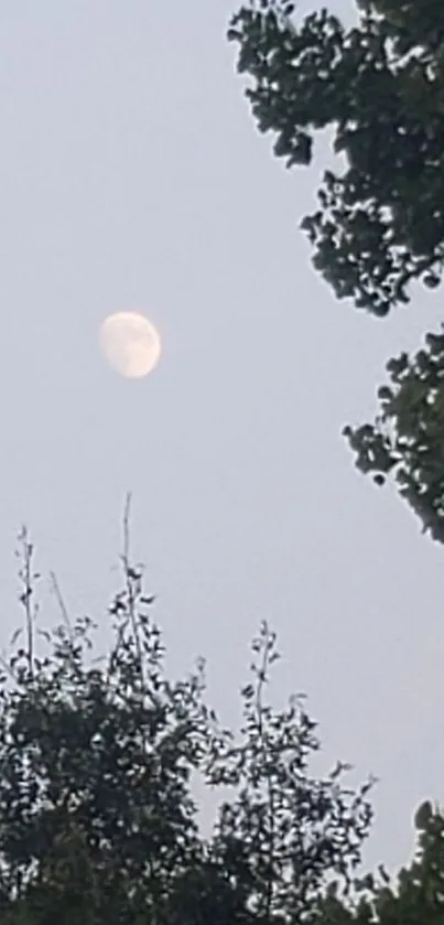 Serene evening forest view with a glowing moon in the twilight sky.