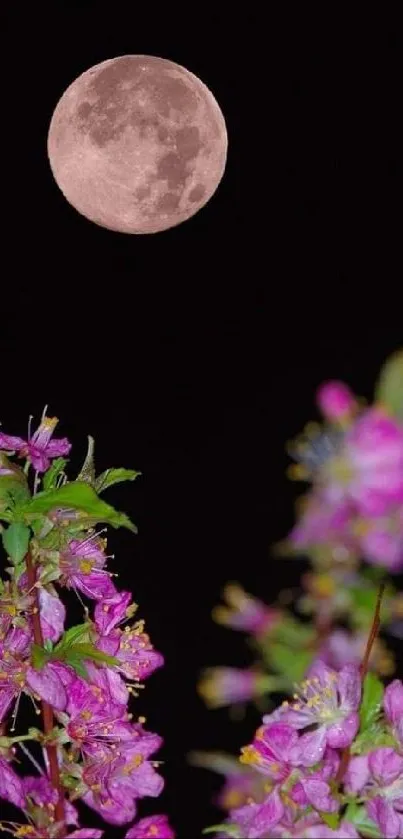 Pink cherry blossoms under a full moon against a black night sky.