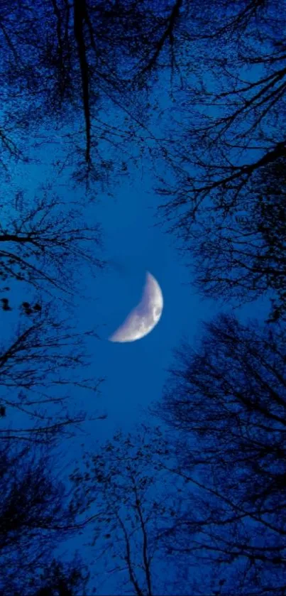 Crescent moon in blue night sky framed by tree silhouettes.