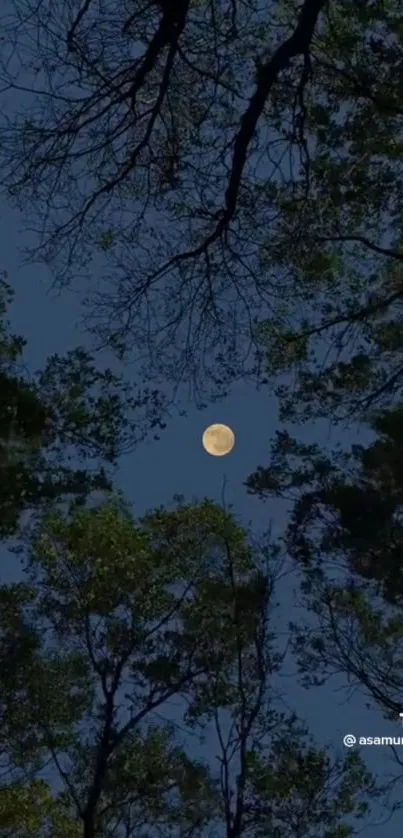 Moonlit night in a forest framed by tree silhouettes under a dark starry sky.