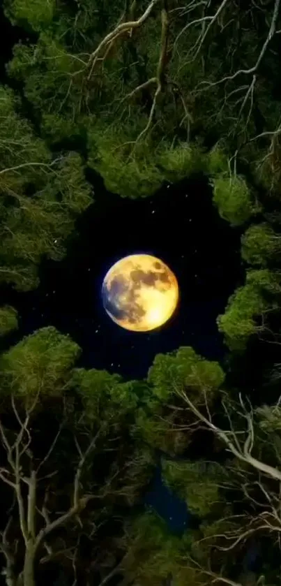 Moonlit night scene through forest canopy.