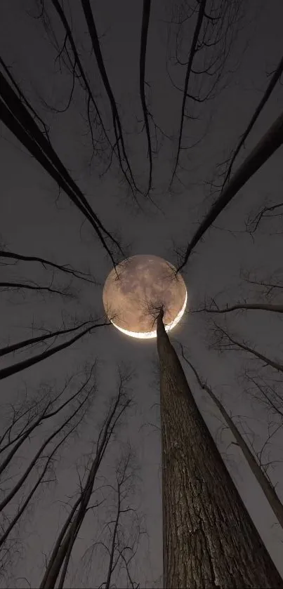 Moonlit night scene with tall trees and crescent moon.