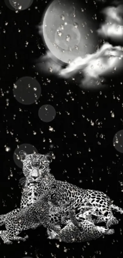 Leopard family under moonlit night sky wallpaper.