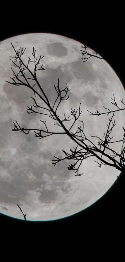 Full moon with tree branches in a dark night sky.