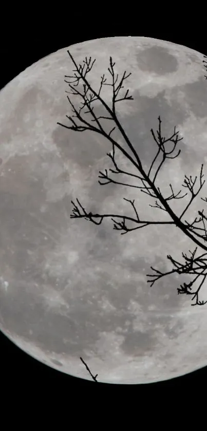 Full moon with silhouetted branch, serene night scenery.