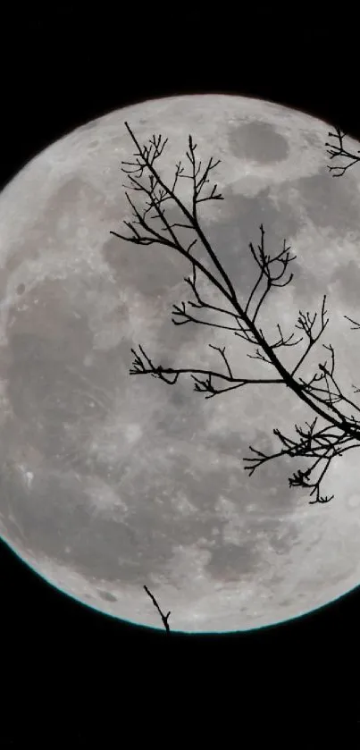 Full moon and tree branches on a dark night sky wallpaper.