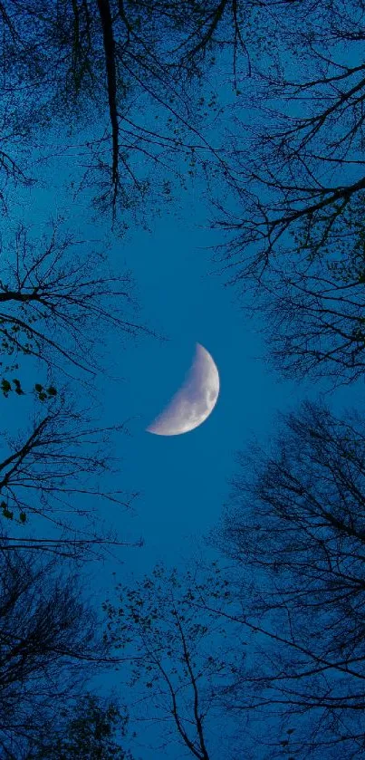 Crescent moon in a dark blue sky, framed by tree silhouettes.