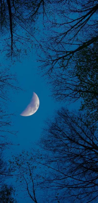 Crescent moon in a starry night sky surrounded by tree silhouettes.