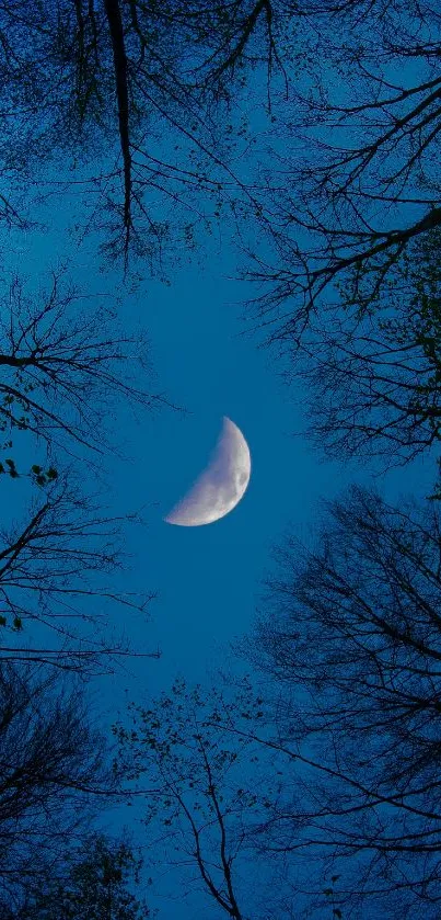 Crescent moon in a night sky with silhouetted bare branches.