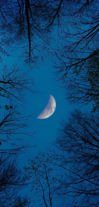 Crescent moon in a dark blue sky framed by silhouetted trees.