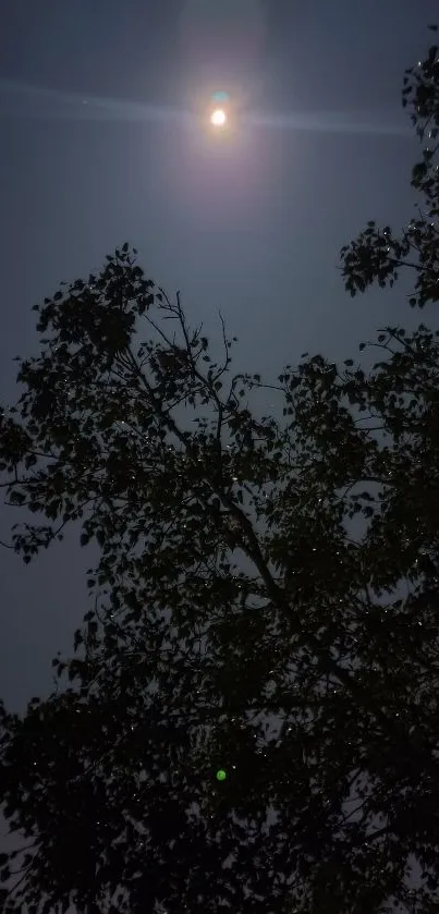 Moonlit night with tree silhouette under a dark blue sky.