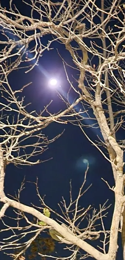 Leafless tree silhouetted against a moonlit night sky in calming blue tones.